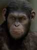 Fox будет добиваться "Оскара" для фильма "Планета обезьян: Война"