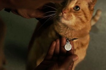 Создатели "Капитана Марвел" объяснили выбор кота вместо кошки