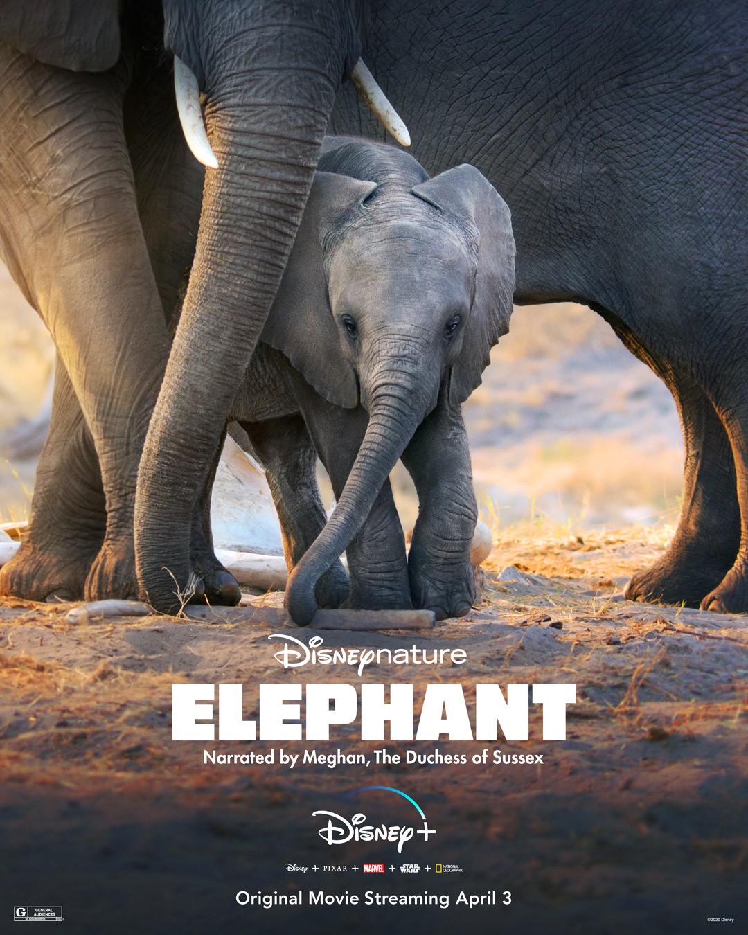 Слон: постер N170081