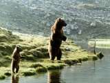 Превью кадра #180155 к фильму "Медведь" (1988)