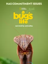 Превью постера #231216 к фильму "Настоящая жизнь жука" (2024)
