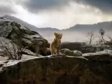 Кадры к мультфильму "Муфаса: Король лев"