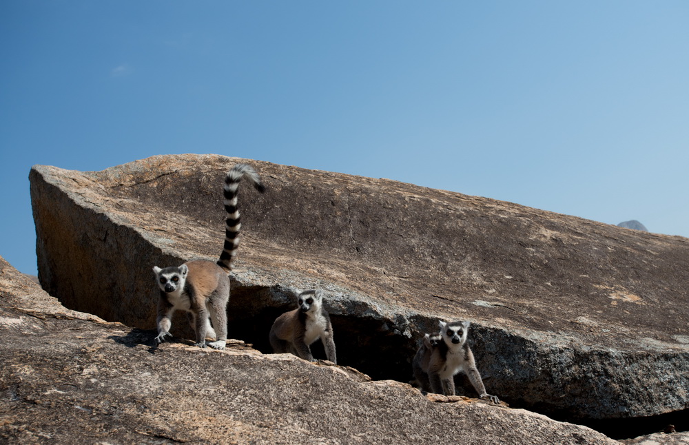 Остров лемуров: Мадагаскар: кадр N90614