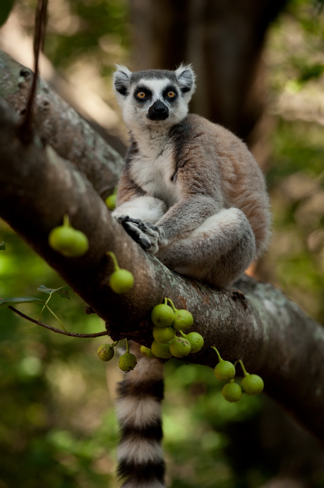 Остров лемуров: Мадагаскар: кадр N90616