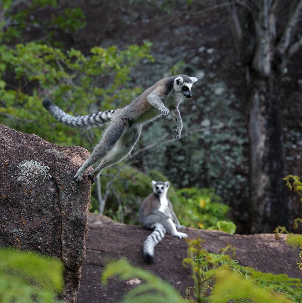 Остров лемуров: Мадагаскар: кадр N90626