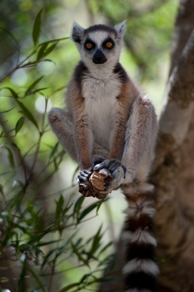 Остров лемуров: Мадагаскар: кадр N90631