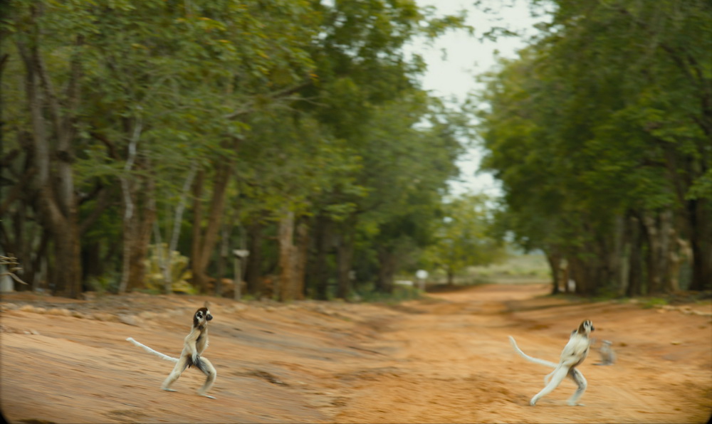 Остров лемуров: Мадагаскар: кадр N90647
