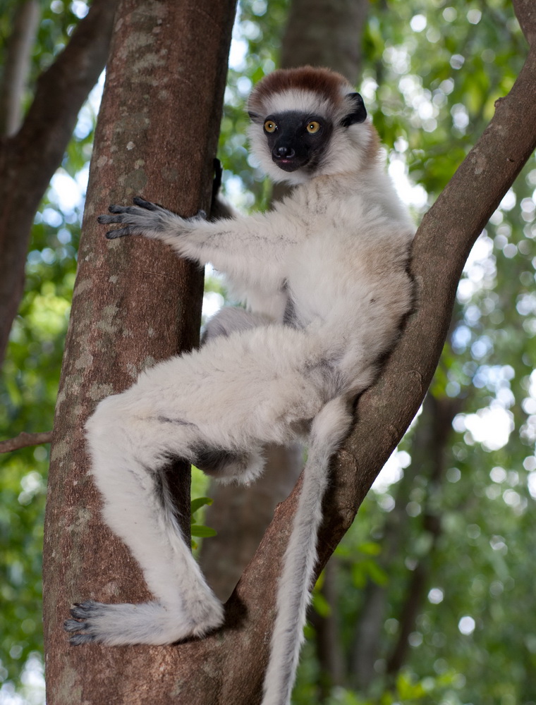 Остров лемуров: Мадагаскар: кадр N90606