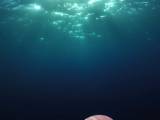 Превью кадра #26078 из фильма "На глубине морской 3D"  (2009)