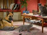 Превью кадра #32104 из фильма "Кошки против собак: Месть Китти Галор"  (2010)