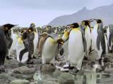 Превью кадра #54860 к фильму "Король пингвинов" (2012)