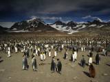 Превью кадра #54863 к фильму "Король пингвинов" (2012)