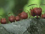 Превью кадра #73745 из мультфильма "Букашки. Приключение в Долине муравьев"  (2014)