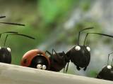 Превью кадра #73747 из мультфильма "Букашки. Приключение в Долине муравьев"  (2014)
