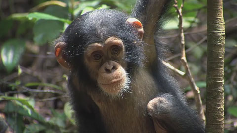 Трейлер №1 документального фильма "Шимпанзе"