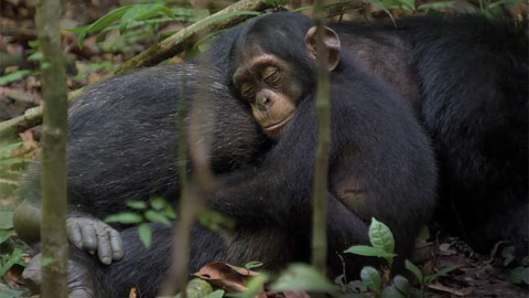 Трейлер №2 документального фильма "Шимпанзе"