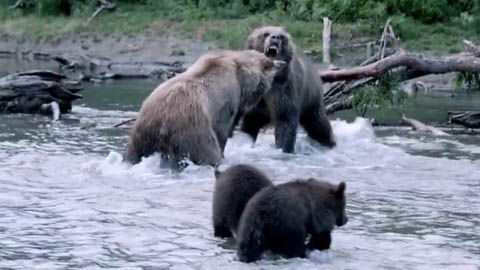 Дублированный трейлер документального фильма "Земля медведей"