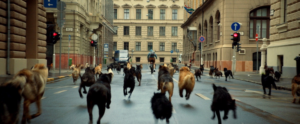 Фильм Белый Бог (2014). Кадр N98787