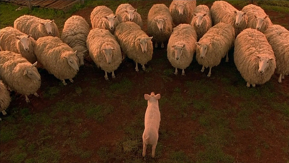 Фильм Бэйб: Четвероногий малыш (1995). Кадр N100225