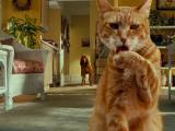 Кадры к подборке фильмов Какие лучшие фильмы про котов и кошек стоит посмотреть?