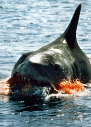 Американская Киноакадемия приютила акулу из Челюстей