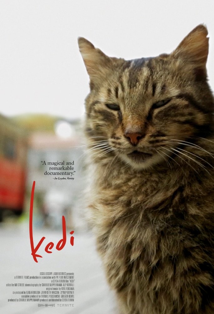 Город кошек / Kedi (2016) отзывы. Рецензии. Новости кино. Актеры фильма Город кошек. Отзывы о фильме Город кошек