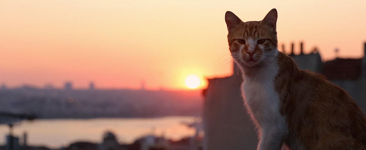 Фильм Город кошек (2016). Кадр N131682