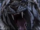 Превью кадра #128463 из фильма "Тигр"  (2015)