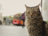 Кадры к подборке фильмов Какие лучшие фильмы про котов и кошек стоит посмотреть?