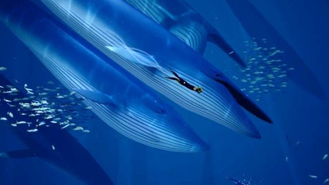 Кадр к игре Abzu