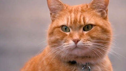 Кадр к фильму Уличный кот по кличке Боб / A Street Cat Named Bob