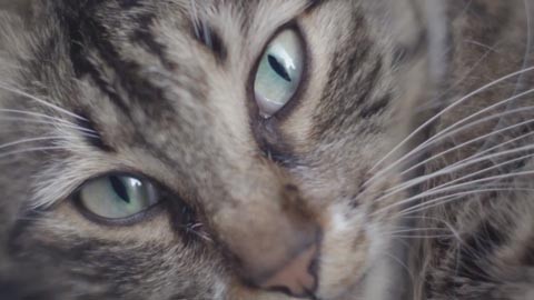 Трейлер документального фильма "Город кошек"