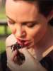 Анджелина Джоли накормила детей пауками и скорпионами