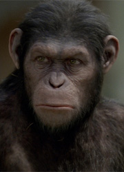 Fox будет добиваться Оскара для фильма Планета обезьян: Война