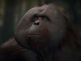 Превью скриншота #139431 к игре "Planet of the Apes: Last Frontier" (2017)