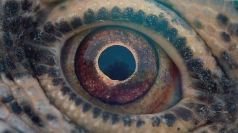 Кадр к фильму Путешествие времени / Voyage of Time