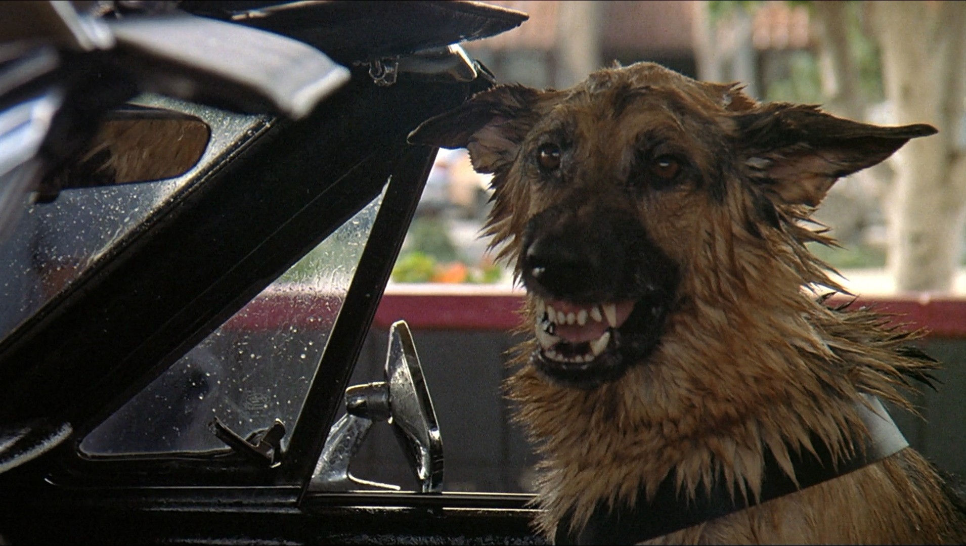 Фильм К-9: Собачья работа (1989). Кадр N150876