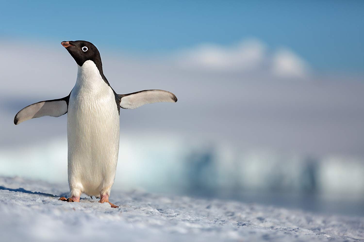 Пингвины: кадр N151819