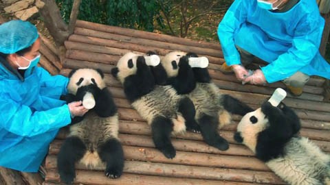 Кадр к фильму Панды / Pandas