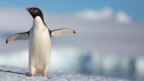 Трейлер документального фильма "Пингвины"