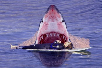 Какие лучшие фильмы про акул стоит посмотреть?