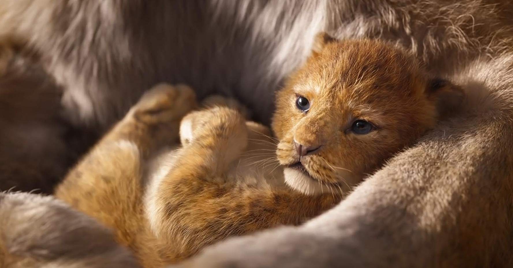 Фильм Король лев (2019). Кадр N153279