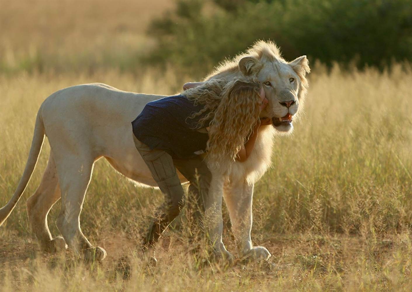 Миа и белый лев: кадр N155669