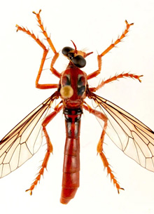 Новую муху-убийцу назвали в честь Дэдпула