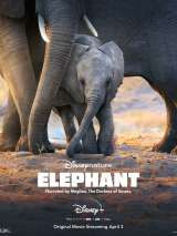 Превью постера #170081 к фильму "Слон" (2020)