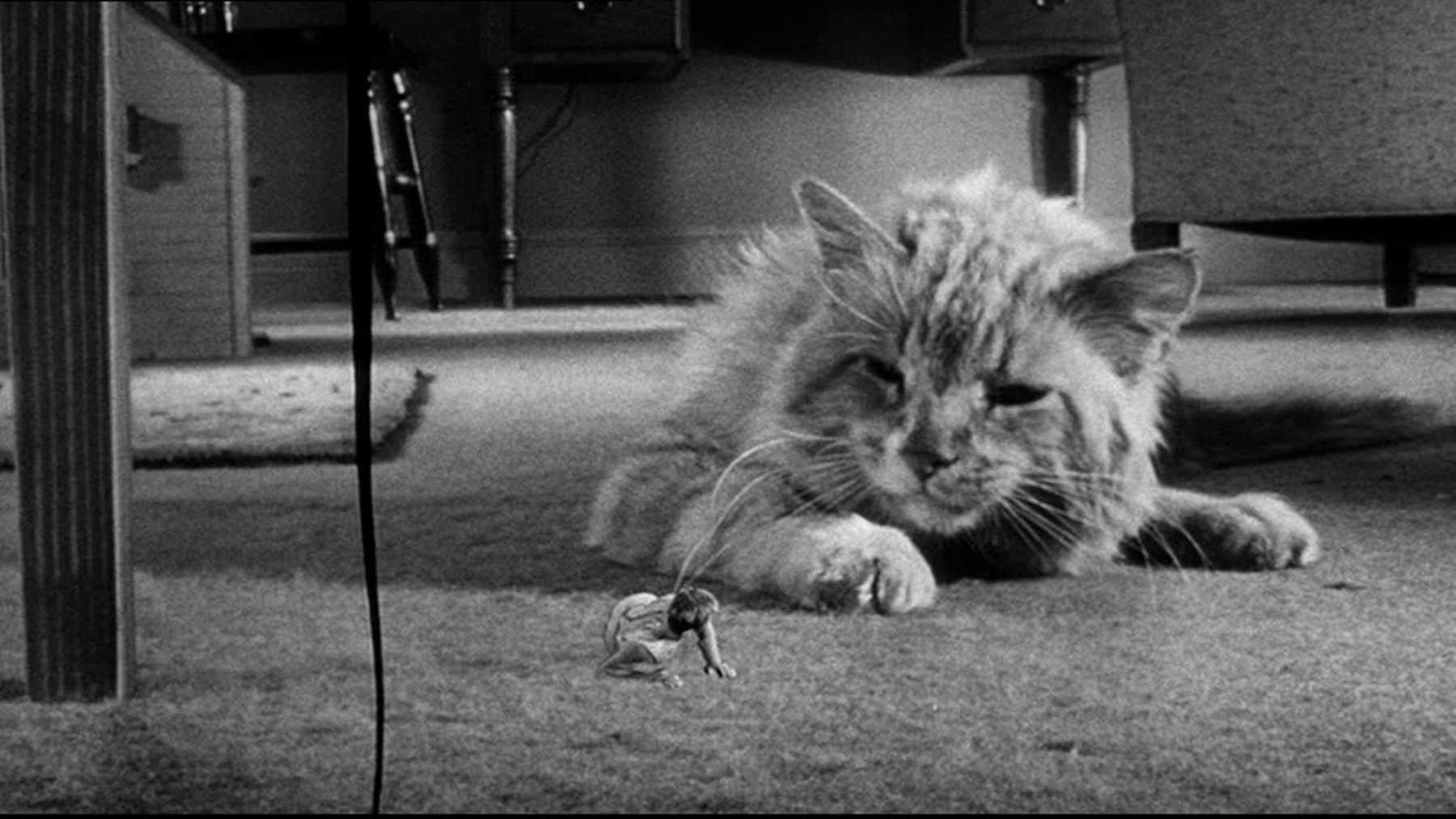 Фильм Невероятно худеющий человек (1957). Кадр N172976