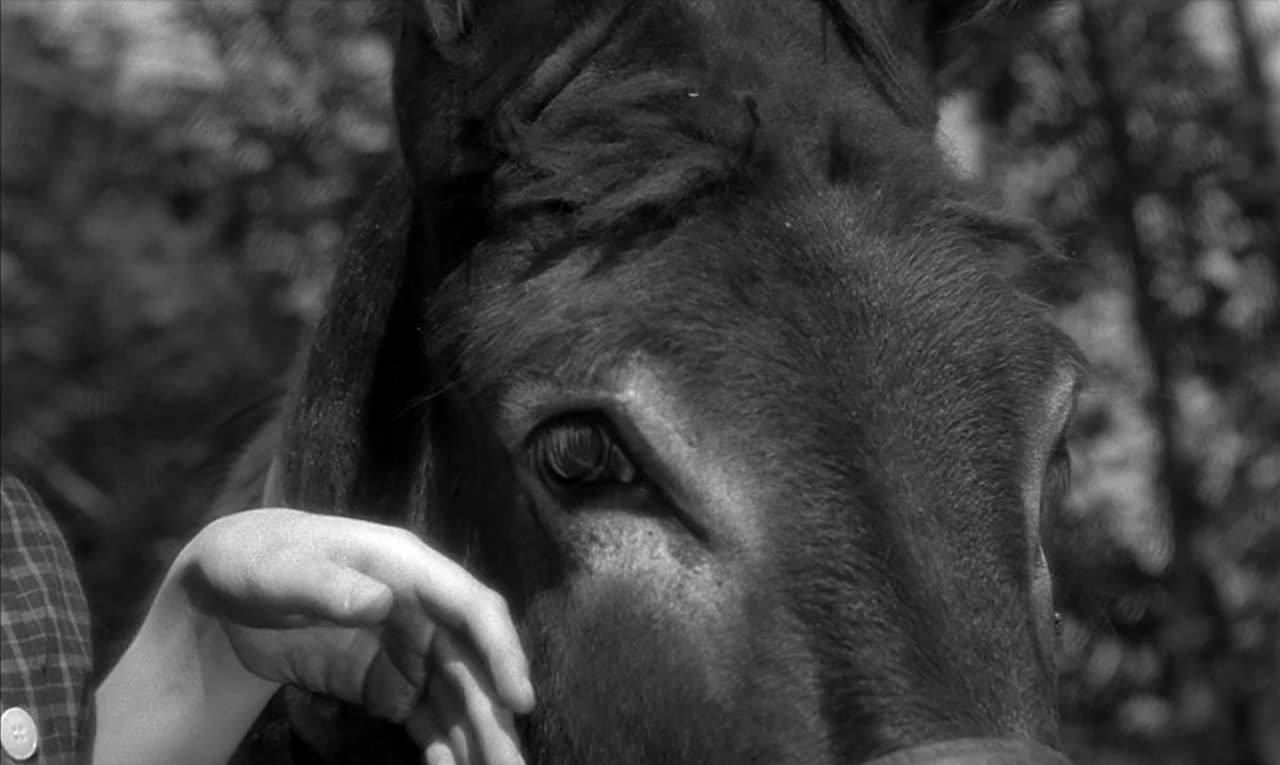 Фильм Наудачу, Бальтазар (1966). Кадр N177713