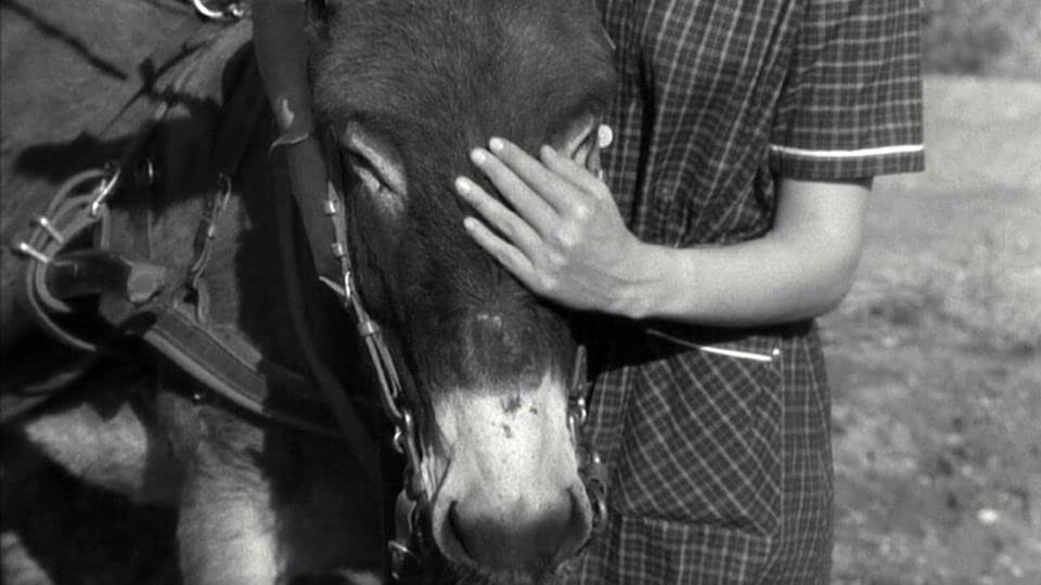 Фильм Наудачу, Бальтазар (1966). Кадр N177714