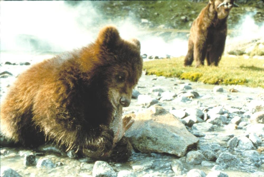 Медведь: кадр N180152