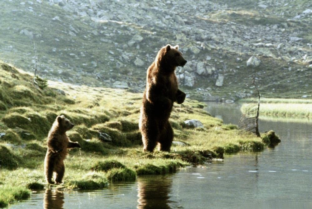 Фильм Медведь (1988). Кадр N180155